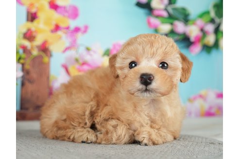 成約済の千葉県のトイプードル-279388の8枚目