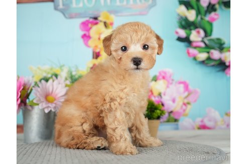 成約済の千葉県のトイプードル-279388の9枚目