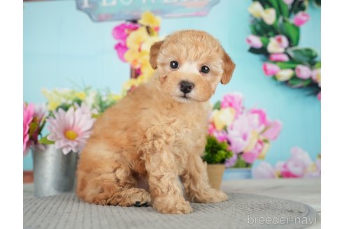 成約済の千葉県のトイプードル-279388の10枚目