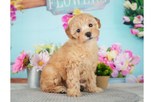 成約済の千葉県のトイプードル-279388の6枚目