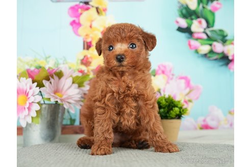 成約済の千葉県のトイプードル-279390の9枚目