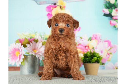 成約済の千葉県のトイプードル-279390の1枚目