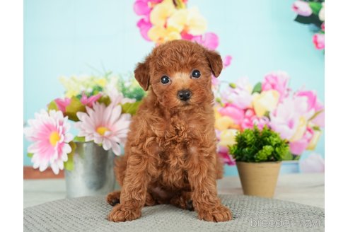 成約済の千葉県のトイプードル-279390の10枚目