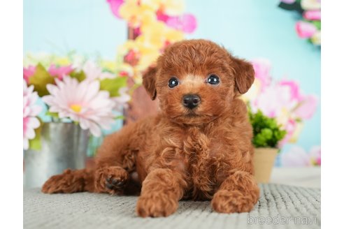 成約済の千葉県のトイプードル-279390の5枚目