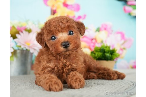 成約済の千葉県のトイプードル-279390の2枚目