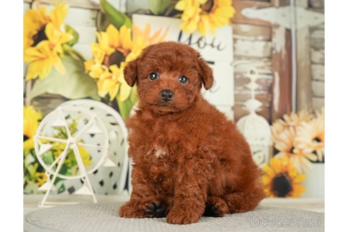 成約済の千葉県のトイプードル-279391の1枚目