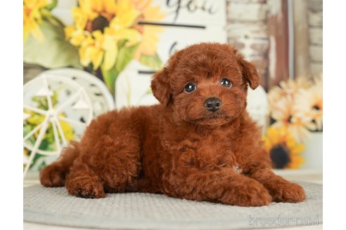 成約済の千葉県のトイプードル-279391の12枚目