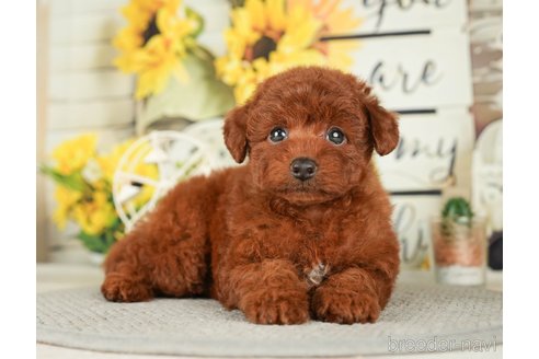 成約済の千葉県のトイプードル-279391の14枚目