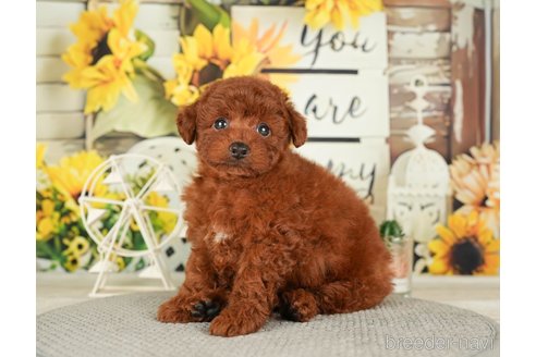 成約済の千葉県のトイプードル-279391の10枚目