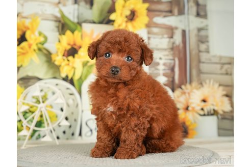 成約済の千葉県のトイプードル-279391の8枚目