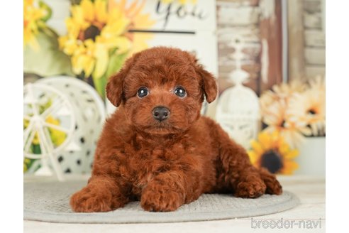 成約済の千葉県のトイプードル-279391の9枚目