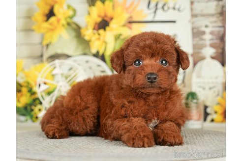 成約済の千葉県のトイプードル-279391の5枚目