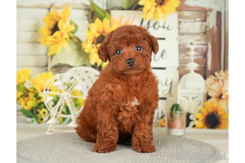 成約済の千葉県のトイプードル-279391の7枚目