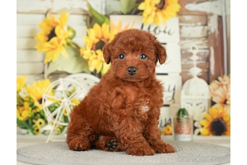 成約済の千葉県のトイプードル-279391の3枚目