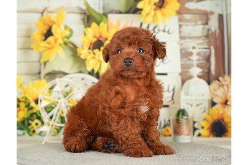 成約済の千葉県のトイプードル-279391の2枚目