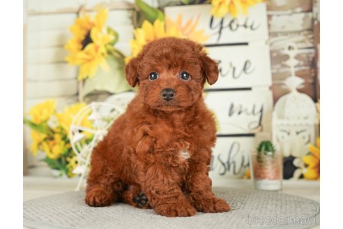 成約済の千葉県のトイプードル-279391の4枚目