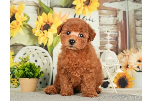 成約済の千葉県のトイプードル-279392の10枚目