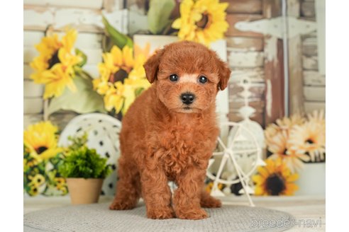 成約済の千葉県のトイプードル-279392の11枚目