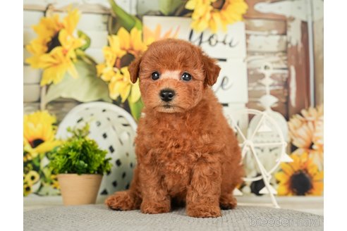 成約済の千葉県のトイプードル-279392の12枚目