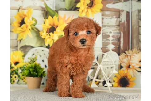 成約済の千葉県のトイプードル-279392の9枚目