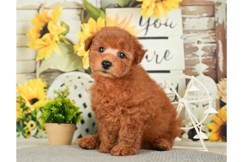 成約済の千葉県のトイプードル-279392の6枚目