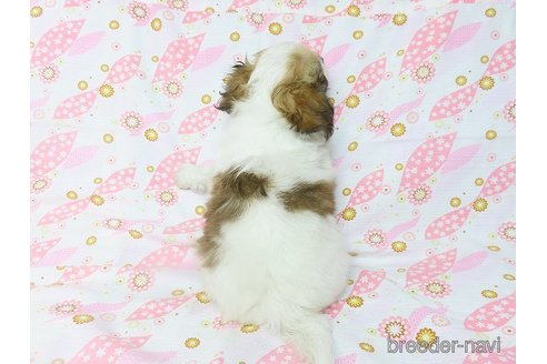 成約済の千葉県のチワワ(ロングコート)-276100の17枚目