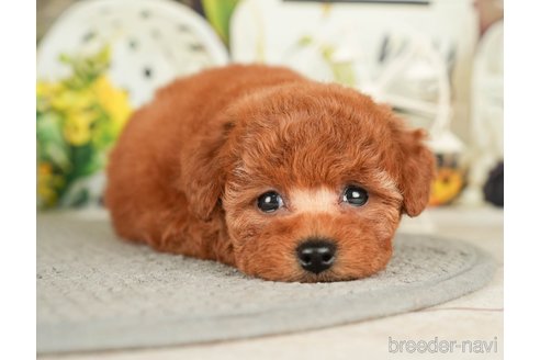 成約済の千葉県のトイプードル-279393の7枚目