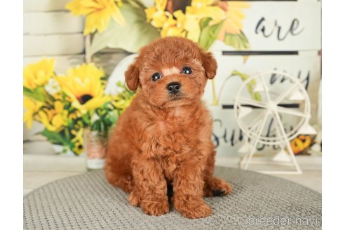 成約済の千葉県のトイプードル-279393の1枚目