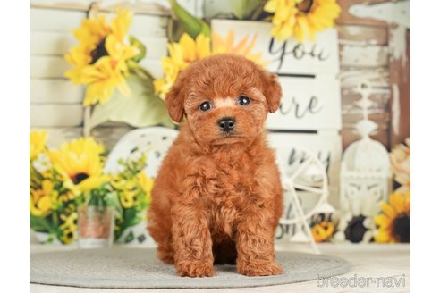 成約済の千葉県のトイプードル-279393の8枚目