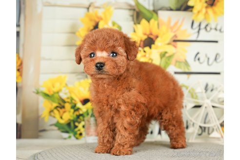 成約済の千葉県のトイプードル-279393の9枚目