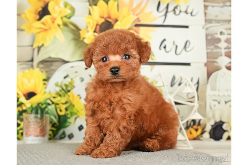 成約済の千葉県のトイプードル-279393の10枚目