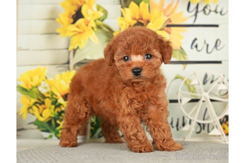 成約済の千葉県のトイプードル-279393の6枚目