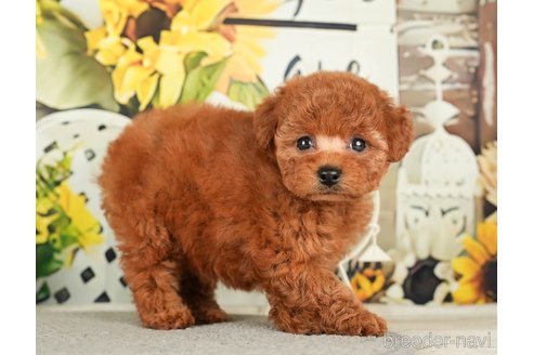 成約済の千葉県のトイプードル-279393の3枚目