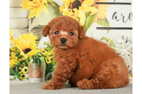 成約済の千葉県のトイプードル-279393の4枚目