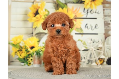 成約済の千葉県のトイプードル-279393の2枚目