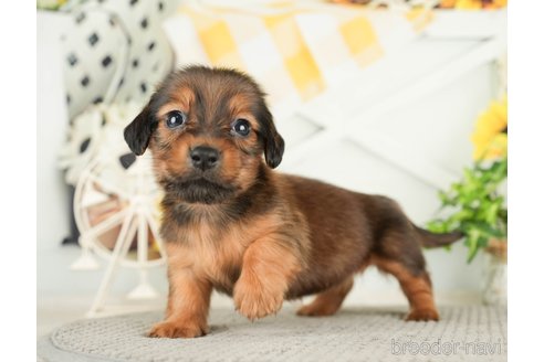 成約済の千葉県のミニチュアダックスフンド(ロングヘアード)-279401の13枚目