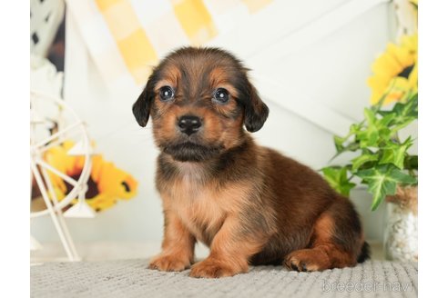 成約済の千葉県のミニチュアダックスフンド(ロングヘアード)-279401の1枚目