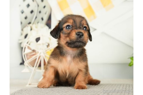 成約済の千葉県のミニチュアダックスフンド(ロングヘアード)-279401の9枚目