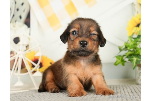 成約済の千葉県のミニチュアダックスフンド(ロングヘアード)-279401の7枚目