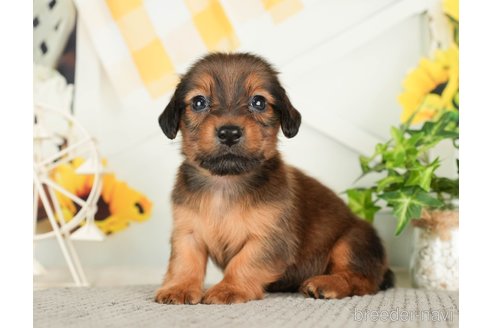 成約済の千葉県のミニチュアダックスフンド(ロングヘアード)-279401の4枚目