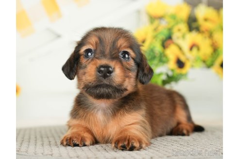 成約済の千葉県のミニチュアダックスフンド(ロングヘアード)-279401の5枚目