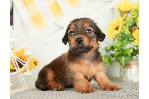 成約済の千葉県のミニチュアダックスフンド(ロングヘアード)-279401の6枚目