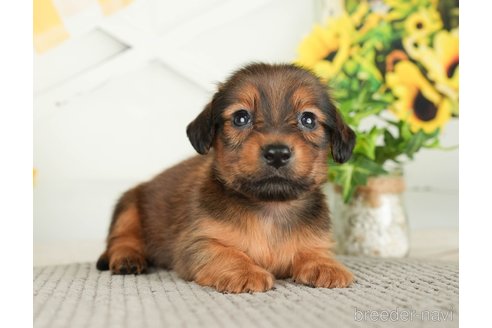 成約済の千葉県のミニチュアダックスフンド(ロングヘアード)-279401の2枚目