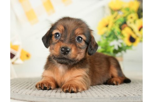 成約済の千葉県のミニチュアダックスフンド(ロングヘアード)-279401の3枚目