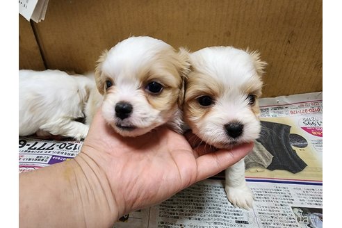 成約済の愛知県のミックス犬-279073の6枚目