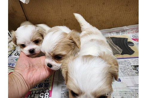 成約済の愛知県のミックス犬-279073の5枚目
