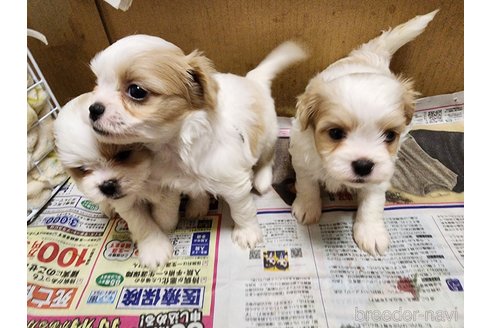 成約済の愛知県のミックス犬-279073の2枚目
