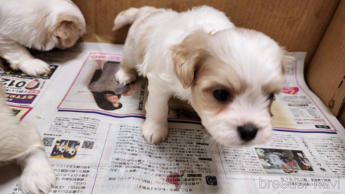 成約済の愛知県のミックス犬-279073の1枚目