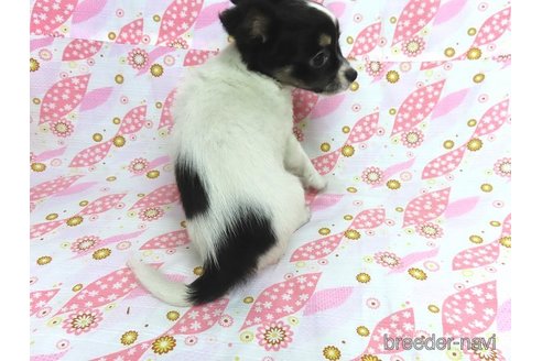 成約済の千葉県のチワワ(ロングコート)-272975の12枚目