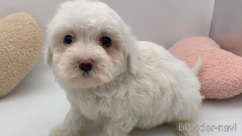 販売中の東京都のミックス犬-278352